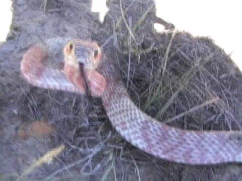 YouTube Video rCOJfkOe_7E