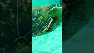 Hawaii Green Turtle appears from the depth of the Ocean and swims toward Me - Magical !  :)