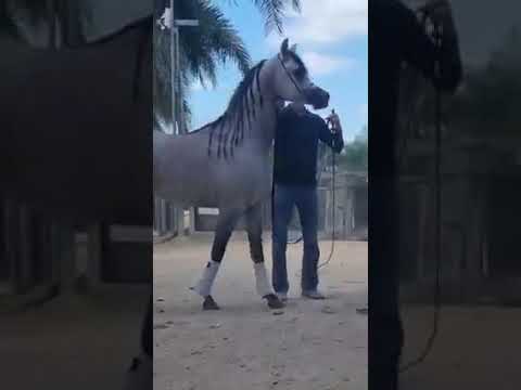 المهر مدين البيداء  🔥adin al baydaa🔥 (Excalibur EA  out of Madinat al bayda