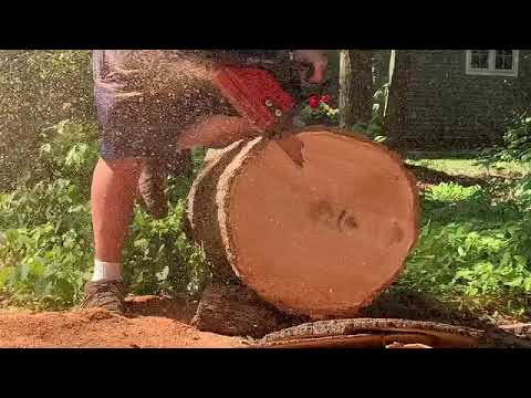 Trooney’s stock 2055