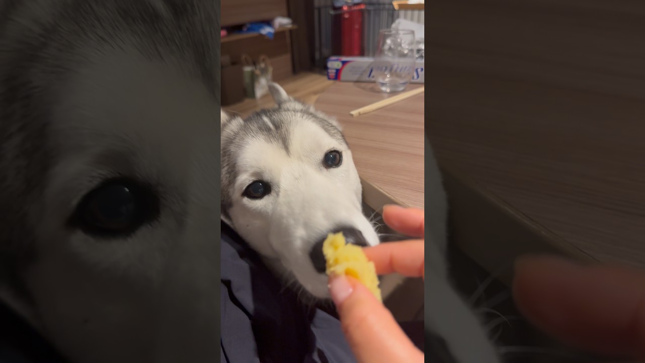 さつまいも大好きハスキーのボビー🍠 #husky