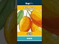 kumquat - 金橘 video thumbnail