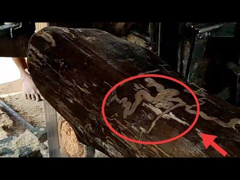 I am amazed at the dry wood that still has good contents || sawmill