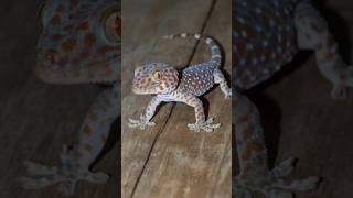 Download lagu The House Lizard Gecko Sound🐊 #shorts #lizards #geckos #reptiles #geckosound mp3