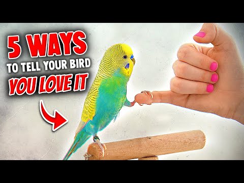 YouTube video about: What do you call two birds in love?