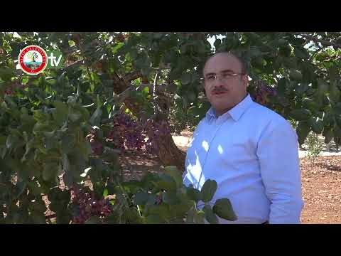 Nizip’te Fıstık Hasadı