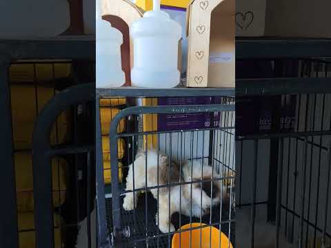 bota quente vereador Adamas de castro com número 15789 é show papai Itapipoca Ceará