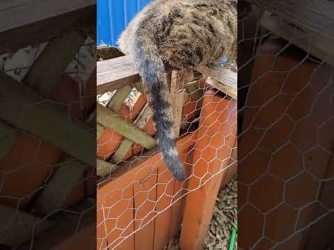 Cats Speak With Their Tails