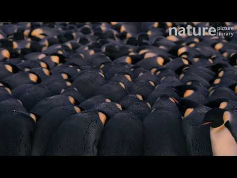 Tučniak cisársky (Aptenodytes forsteri) — kolónia v Atka Bay, Antarktída