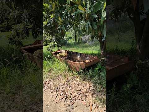 CRIAÇÃO DE PEIXE NO RIO CARLOPOLIS PARANÁ #peixes