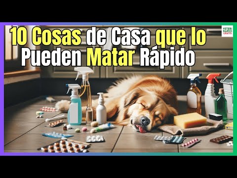 🔴 10 COSAS DE CASA QUE PUEDEN MATAR A UN PERRO INSTANTÁNEAMENTE 🔴