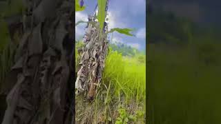Download lagu Jalan Menuju Gelar Alam Sukabumi Via Kasepuhan Cipta Rasa mp3 Download lagu Jalan Menuju Gelar Alam Sukabumi Via Kasepuhan Cipta Rasa mp3