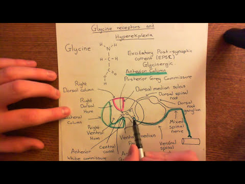 Glycine Receptors and Hyperekplexia Part 5