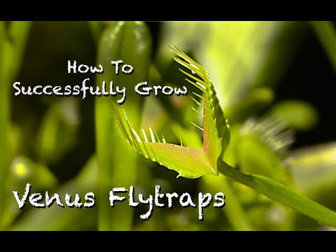 How To Successfully Grow Venus Flytraps
