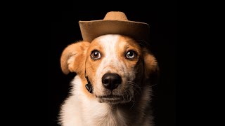 Dogs In Cowboy Hats!