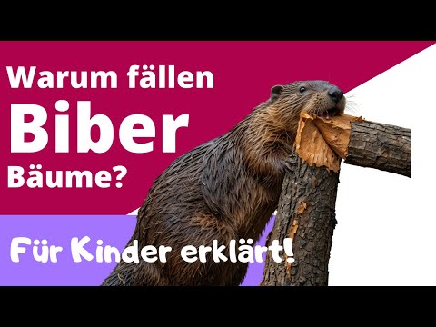 Warum fällen Biber Bäume? - Einfach erklärt für Grundschul-Kinder.