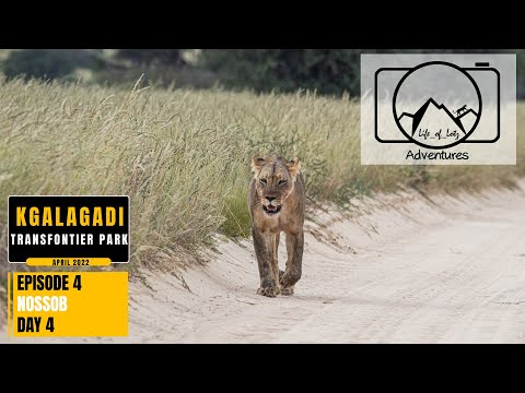 Kgalagadi Transfrontier Park - April 2022 - Episode 4: Nossob