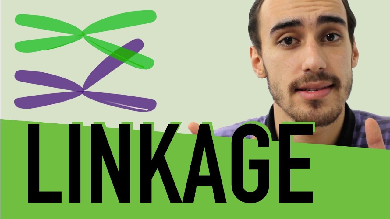 Genética - Linkage e Crossing-over