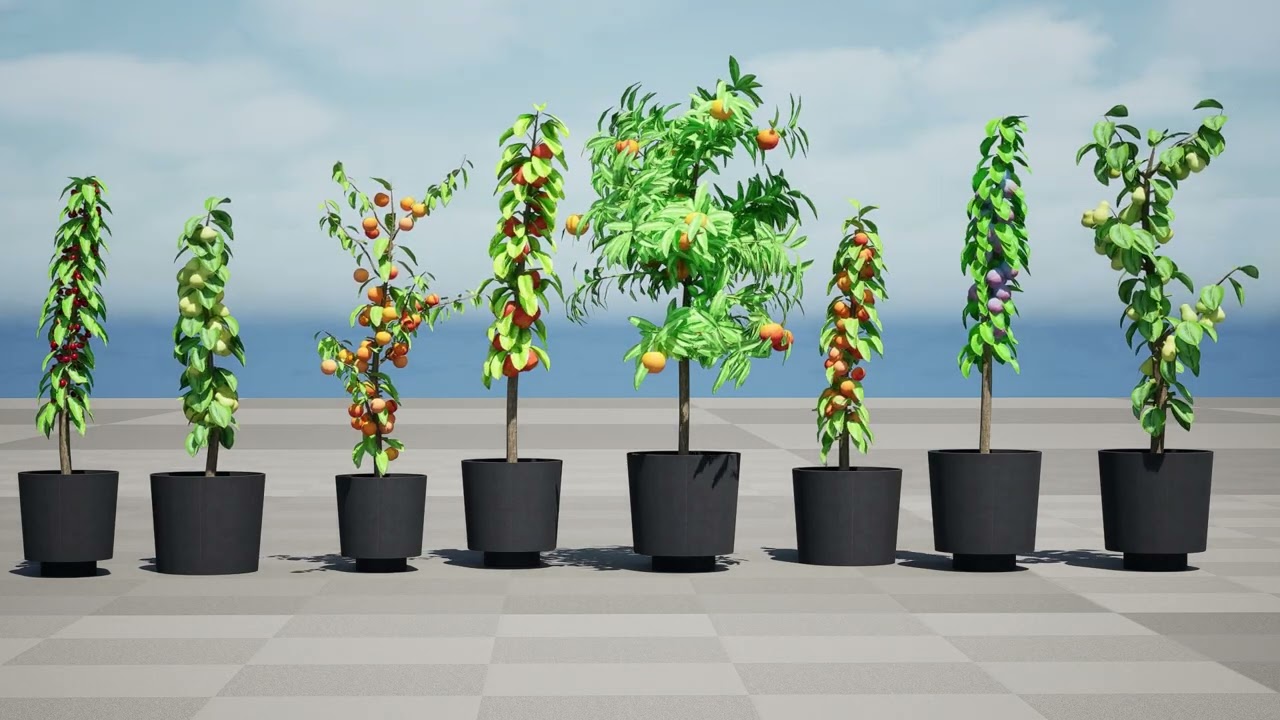 Pohon Buah Kolumnar Model 3D