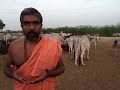 Serious Draught Hit Jaisalmer Rajasthan Please Save Cows