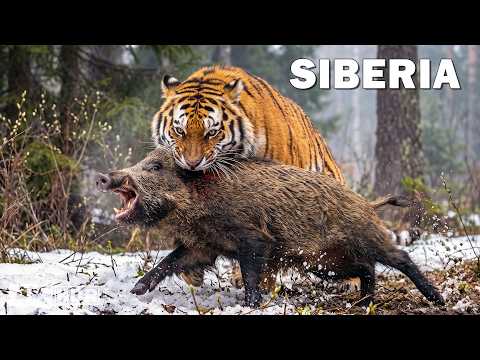 WILD SIBERIA The Power of the Great Predators of the Frozen Kingdom