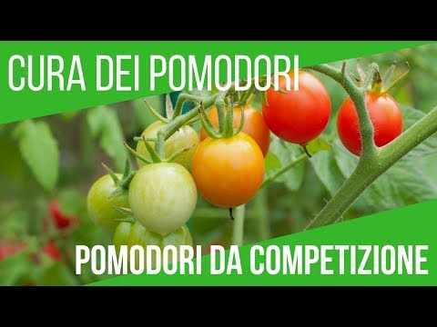 Rimedi omeopatici per limpotenza Ricette tradizionali della potenza sessuale negli uomini