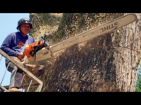 Monster... Felling of trembesi tree hundreds of years ‼️
