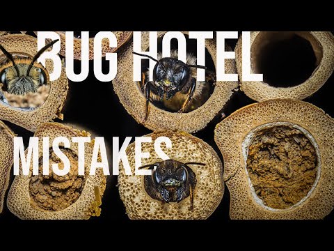 Don't Make This Bee Hotel MISTAKES