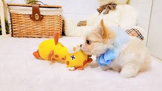 チワワ（ロング）の動画01