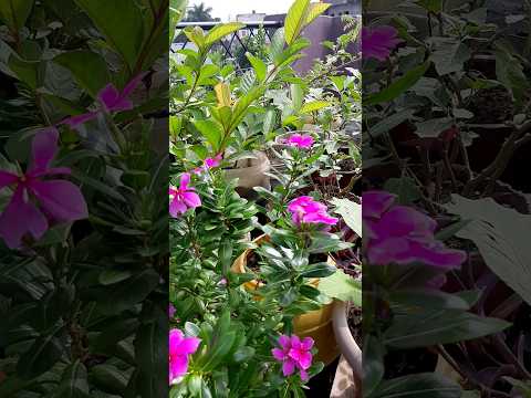 garden,flowers, plants #bhopal#youtubeshorts #ytshorts #shorts #mukund