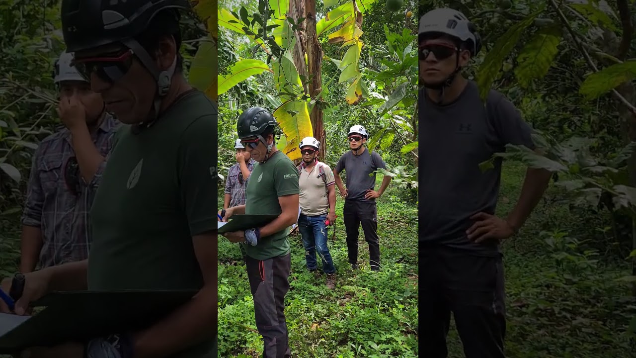 Formación y certificación para podadores #bolivia #agricultura #shorts