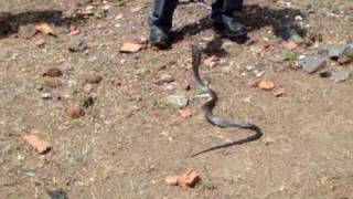 preview picture of video 'MANISH THE SNAKE CATCHER VOLUME 2'