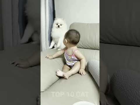 #shorts 🐕🐈 Cute Dog and baby