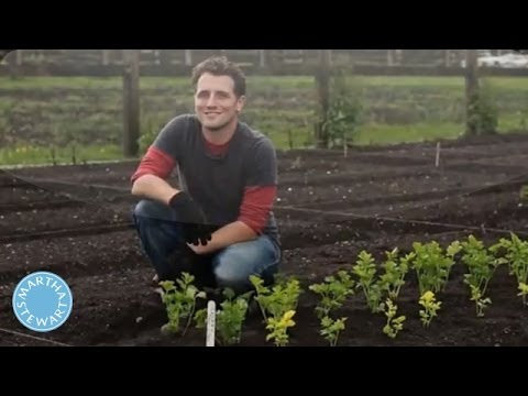download lagu mp3 mp4 Stewart Potting Tray, download lagu Stewart Potting Tray gratis, unduh video klip Stewart Potting Tray