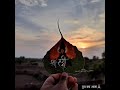 Shree Hari Vitthal Status God Status