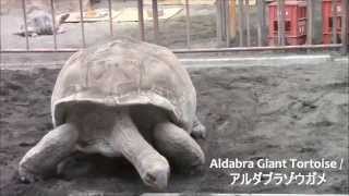 preview picture of video 'Tokyo Capybara Relaxing on Izu Oshima - 東京 / 伊豆大島 - カピバラ'