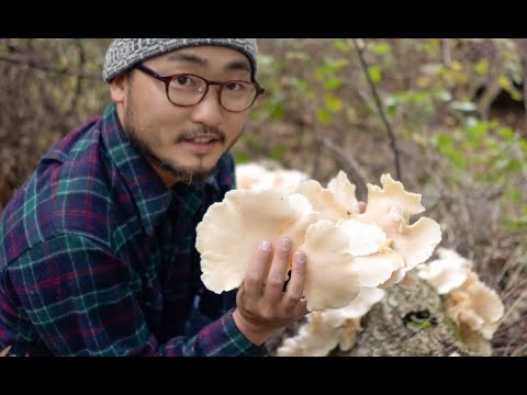 download lagu mp3 mp4 Buy Wild Mushrooms, download lagu Buy Wild Mushrooms gratis, unduh video klip Buy Wild Mushrooms