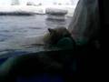 Polar Bear Cub