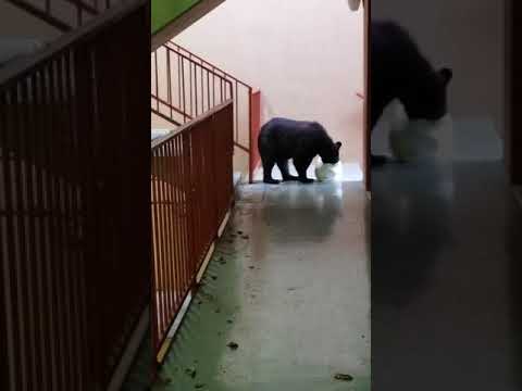 BLACK BEAR QUALITY INN Creekside Gatlinburg