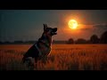 Dog Howling Sound Animal Ringtones