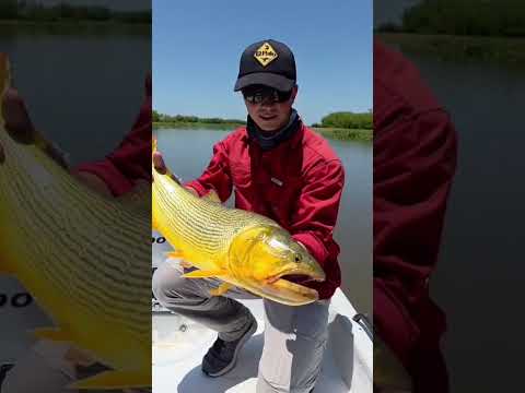 PESCA DE DORADOS EN SAN JAVIER