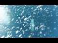 Dolphin swim