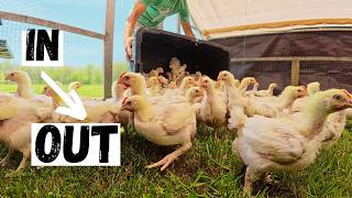 Chickens Out, New Chicks In — Our System That Works!