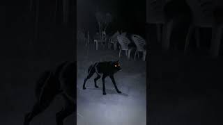 Download lagu Serigala hitam #shorts #short mp3