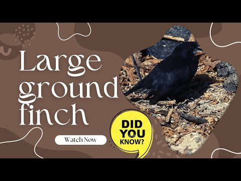 Large ground finch facts