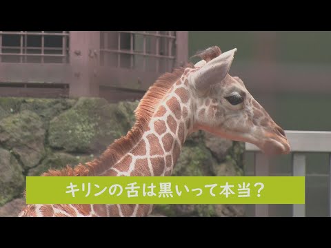 動物園について詳しく解説