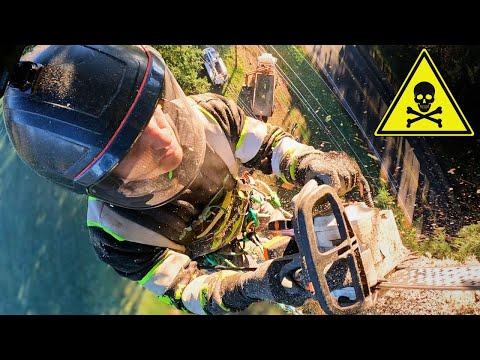 Climbing a Huge Broken Tree Before It Snaps In Half!