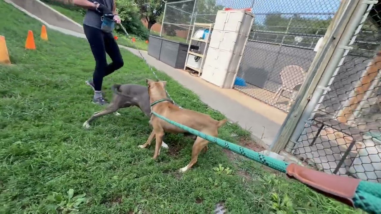 Lunchbox's Leash Test