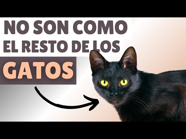 Vídeo relacionado con PKRD Felpudo para exteriores, grande, un grupo de gatos negros con ojos brillantes. Felpudo para puerta delantera, decoración de oficina grande para hombres (50 x 80 cm)