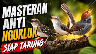 Download lagu MASTERAN KOMBINASI PEDAS KOMBINASI PRENJAK TIR CIBLEK SAWAH CIKRIS CIGUN mp3
